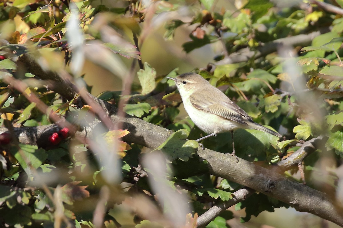 チフチャフ（tristis） - ML614729257