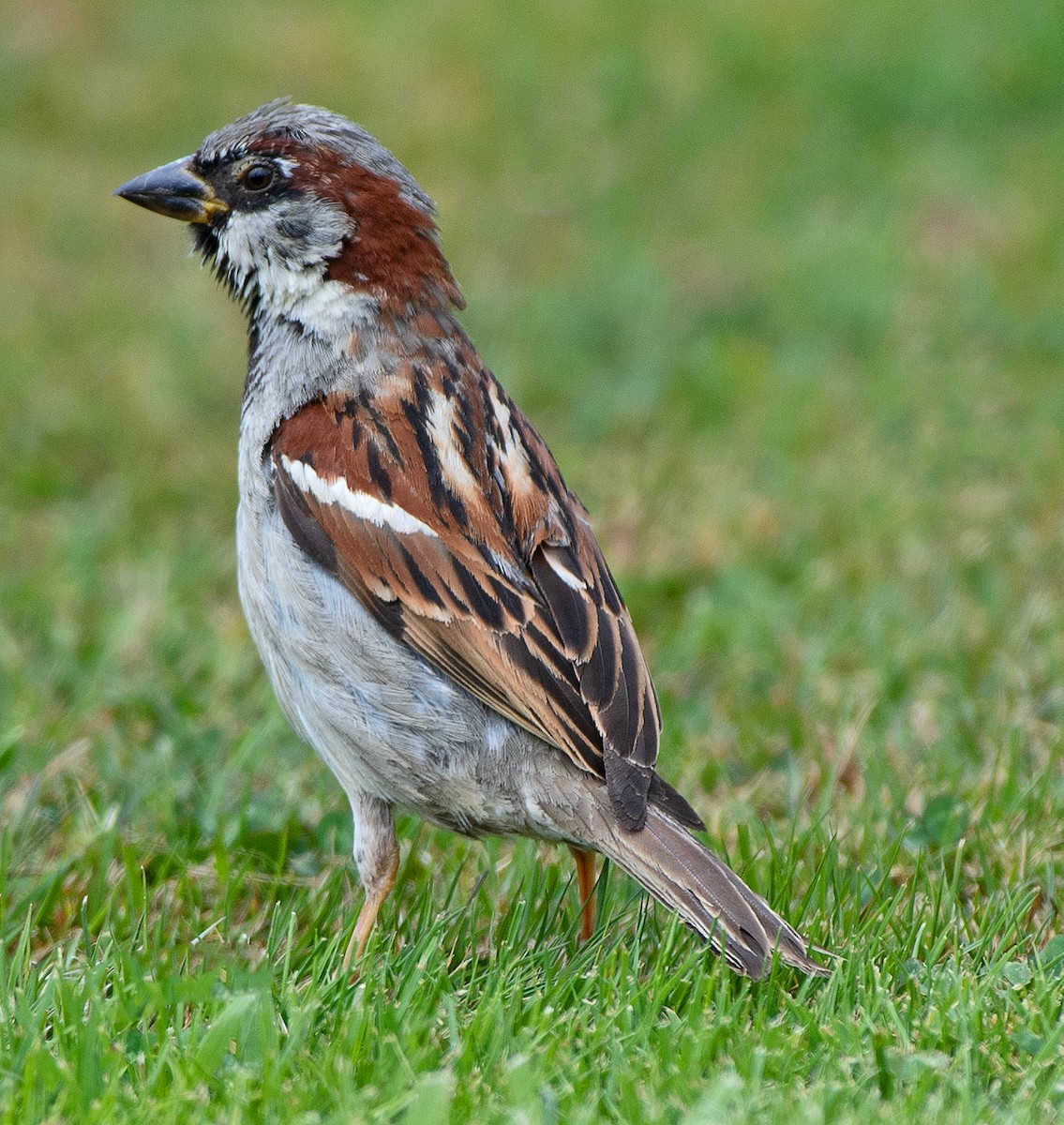 House Sparrow - ML614729263