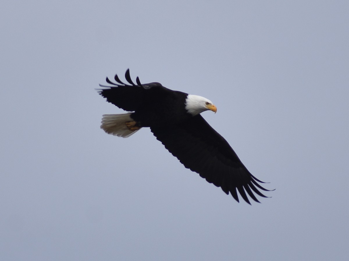 Bald Eagle - ML614729267