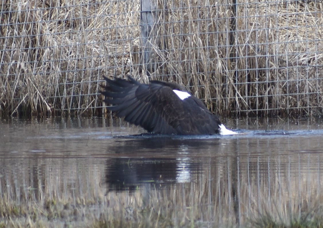 Bald Eagle - ML614729286