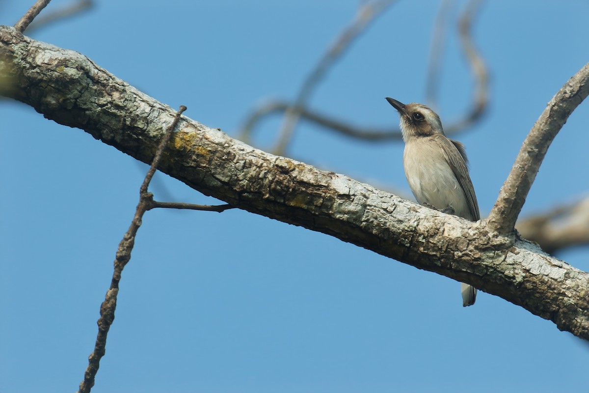 Common Woodshrike - ML614729318