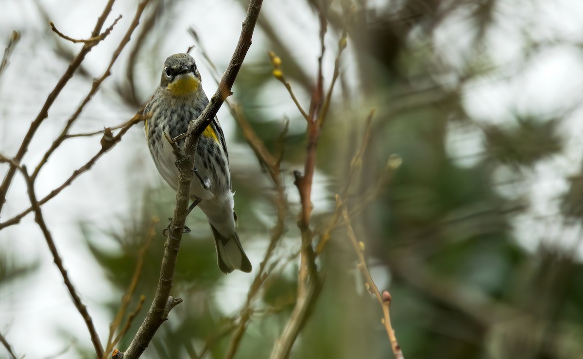 Kronenwaldsänger (coronata x auduboni) - ML614729359