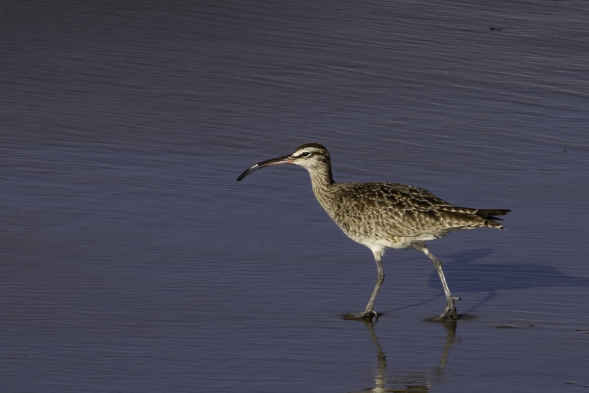 Whimbrel - ML614729461