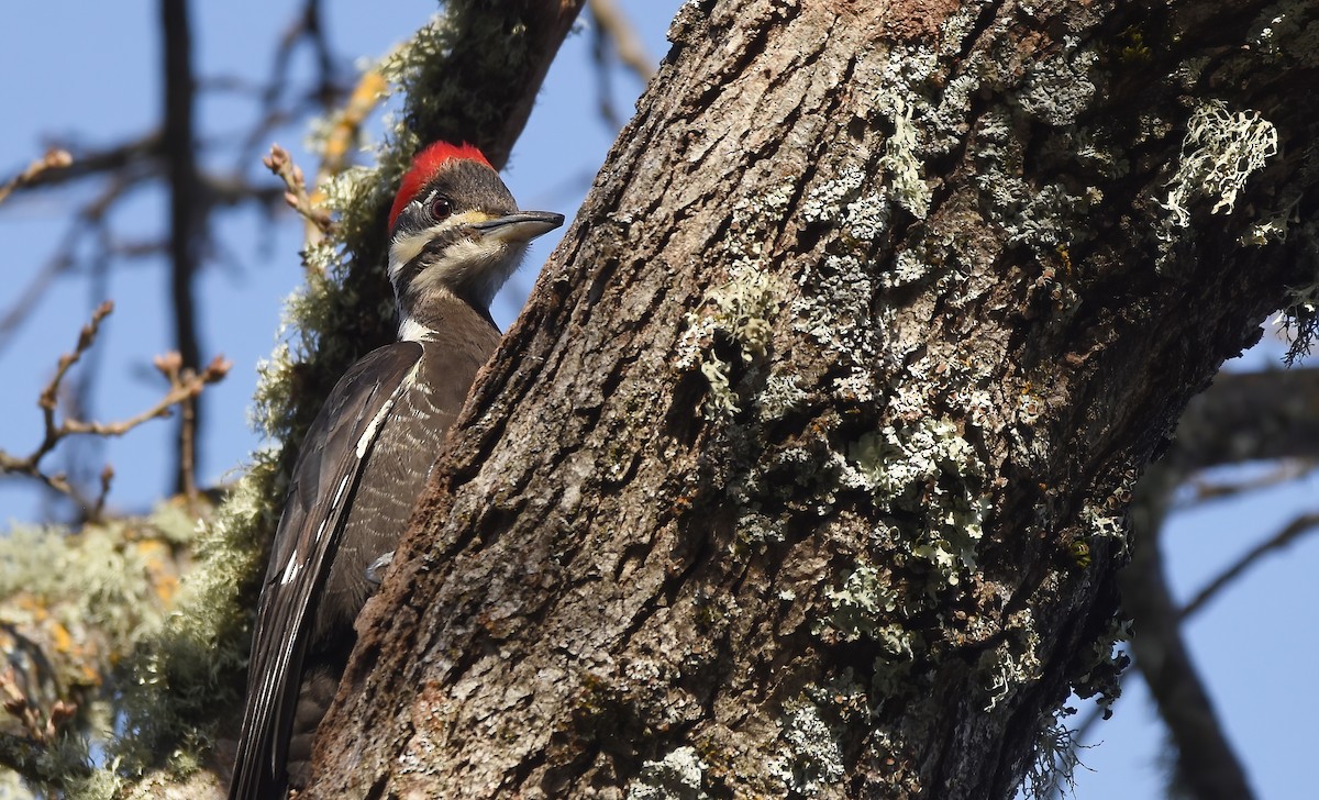 Pileated Woodpecker - ML614729529