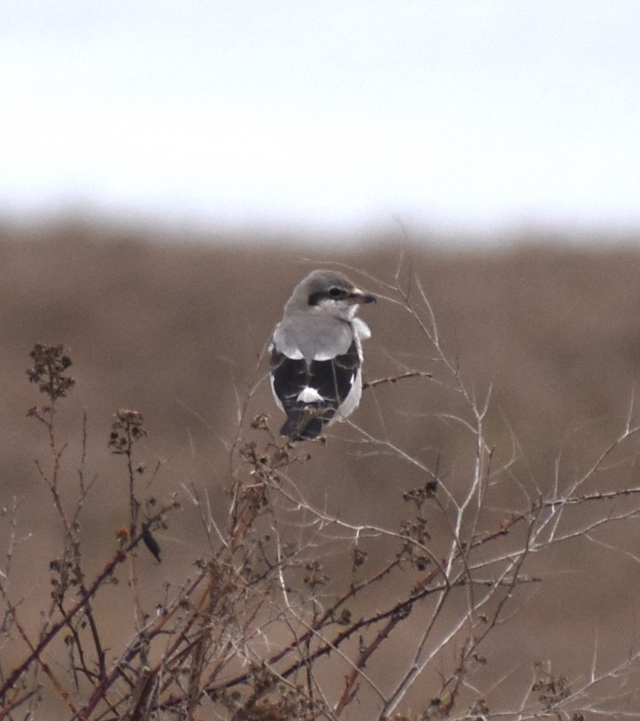 Northern Shrike - M. Rogers