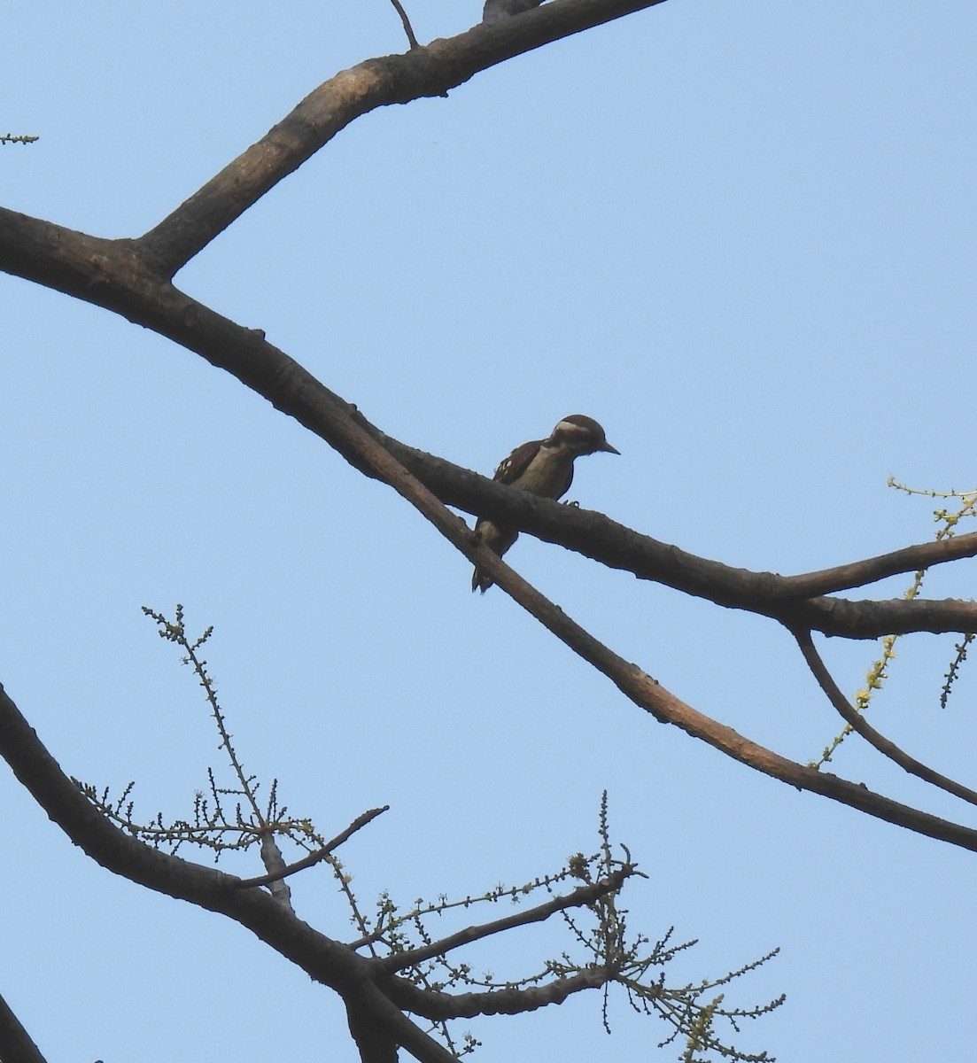 Brown-capped Pygmy Woodpecker - ML614729587