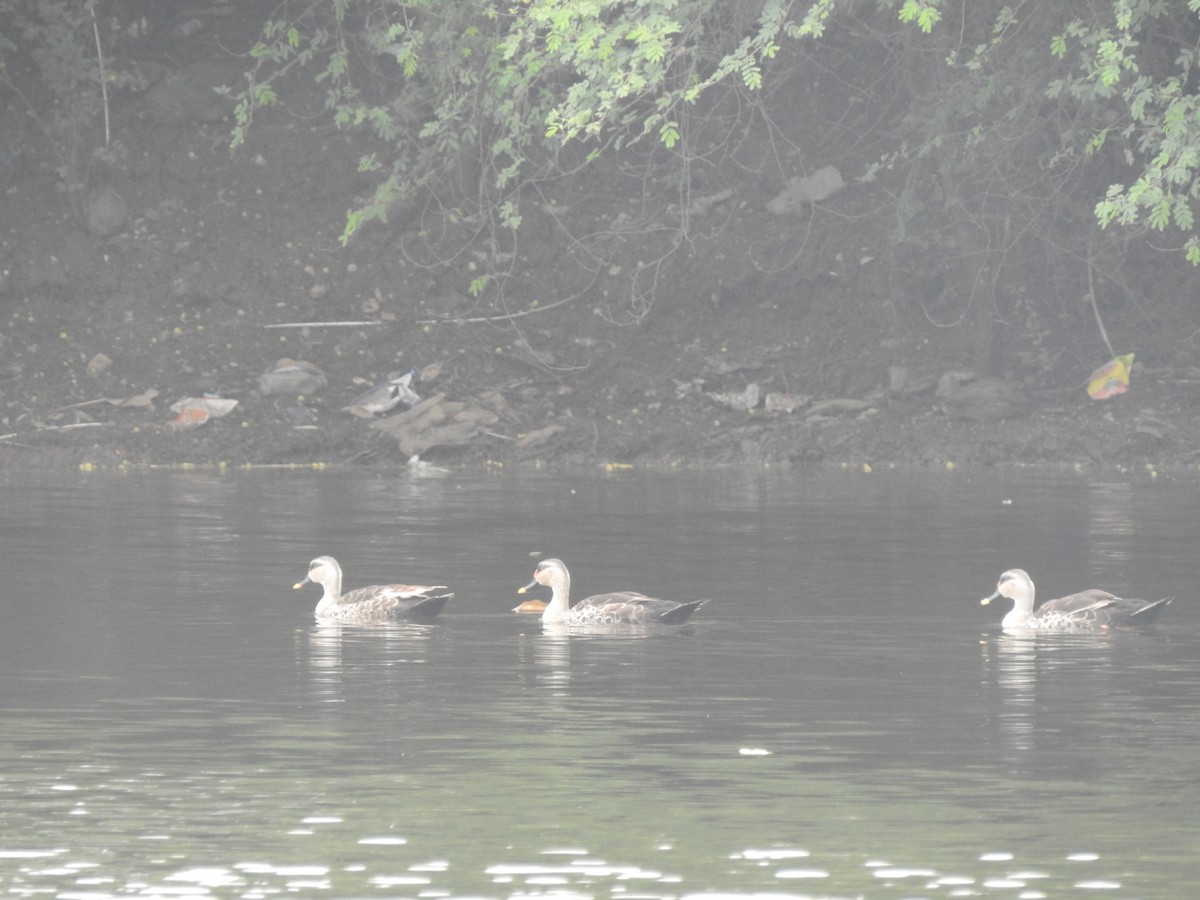 Indian Spot-billed Duck - ML614729627