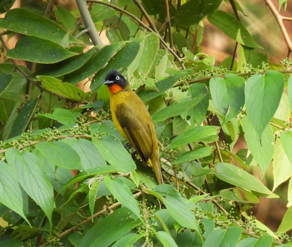 Flame-throated Bulbul - ML614729638