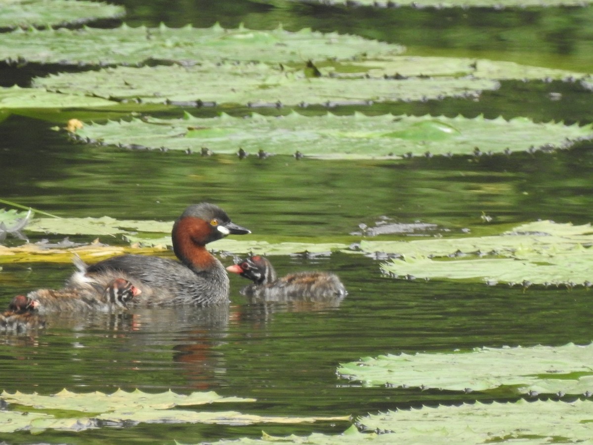 Little Grebe - ML614729644