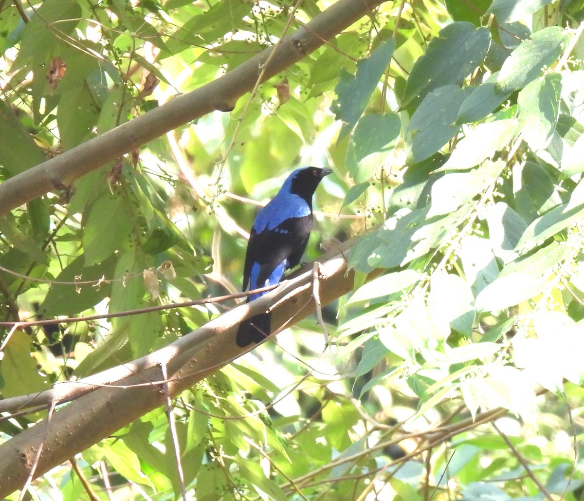 Asian Fairy-bluebird - ML614729649