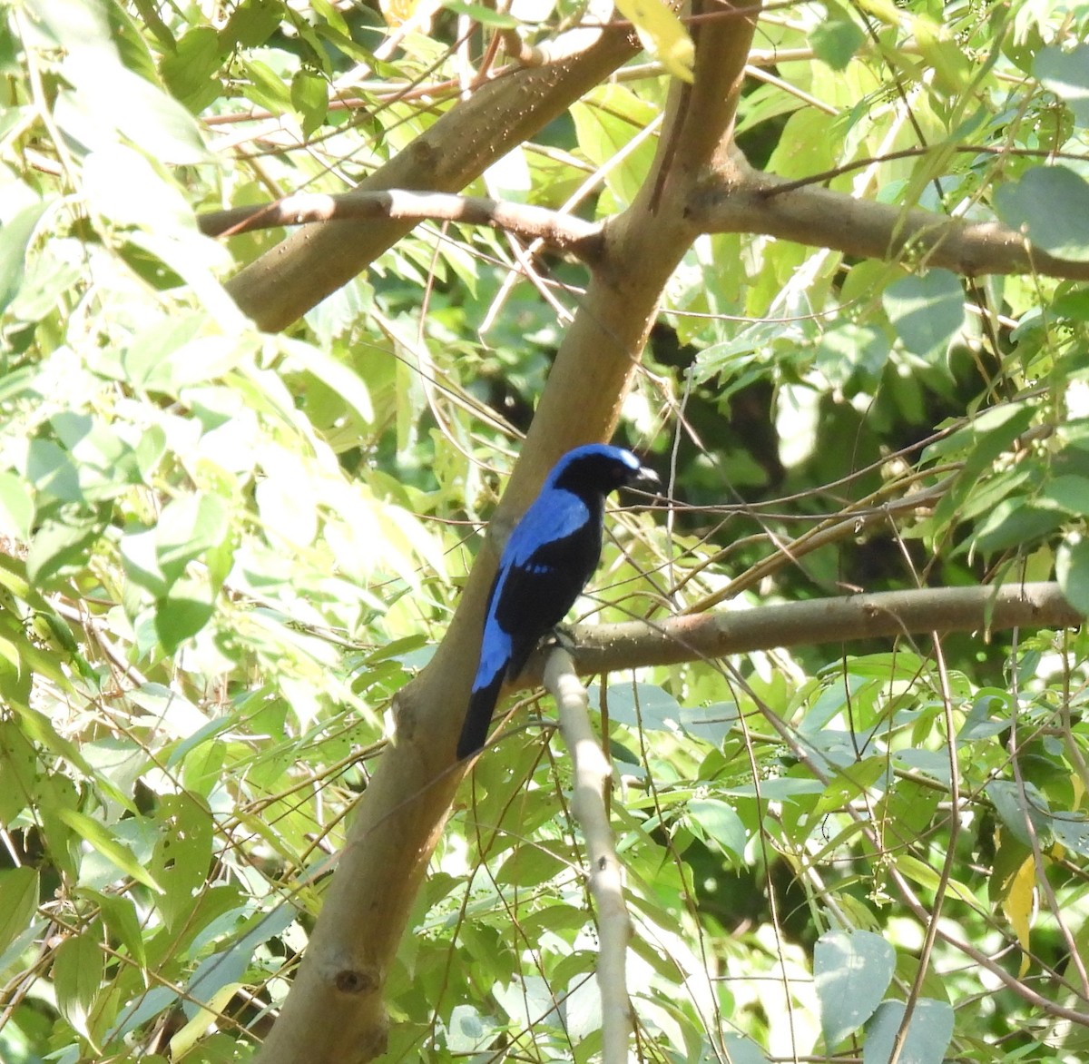 Asian Fairy-bluebird - ML614729652