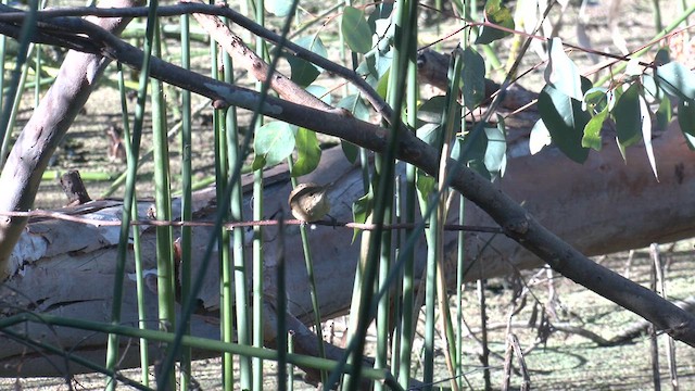 Australian Reed Warbler - ML614729668