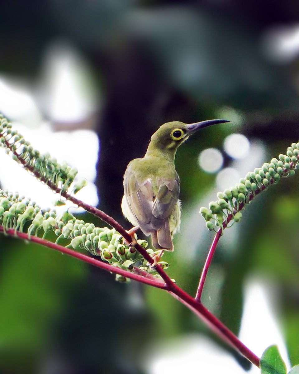 Spectacled Spiderhunter - ML614729685