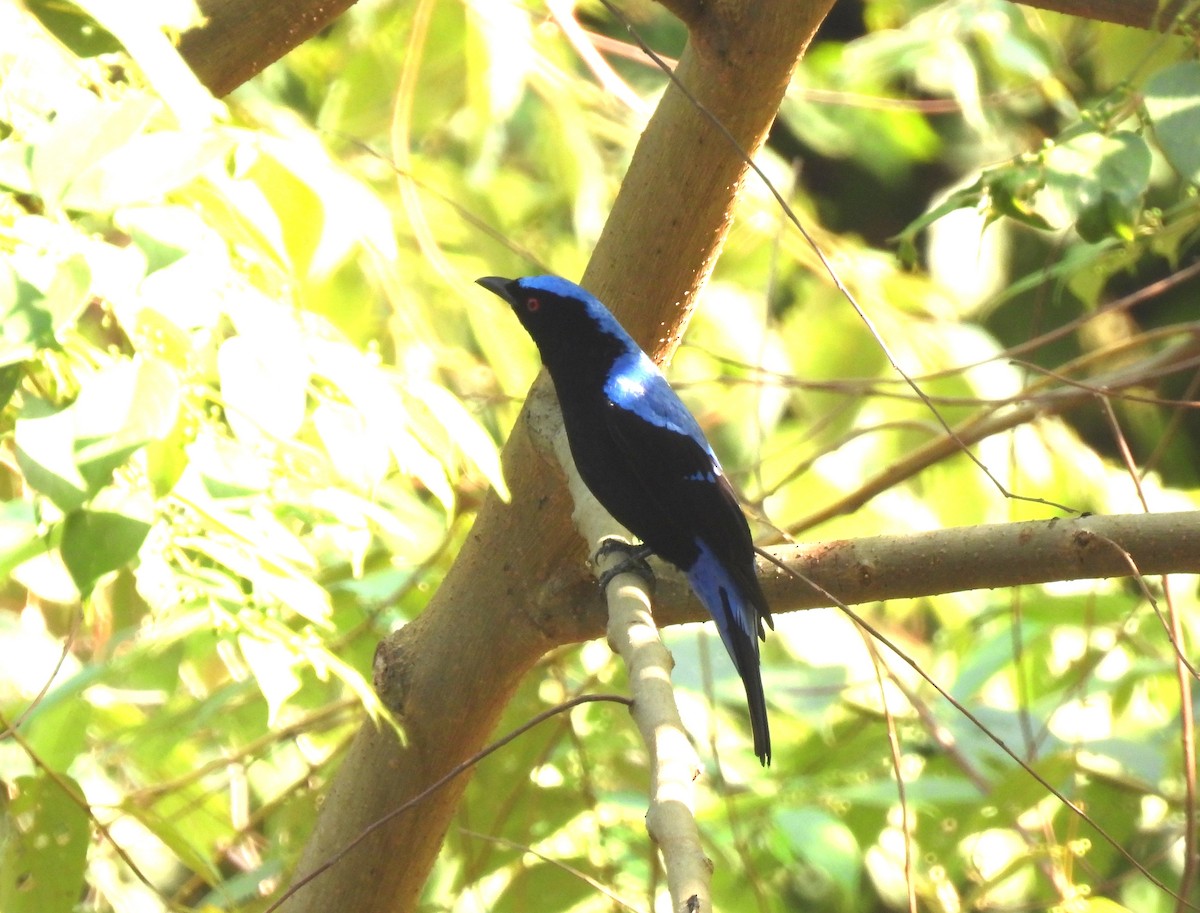 Asian Fairy-bluebird - ML614729686