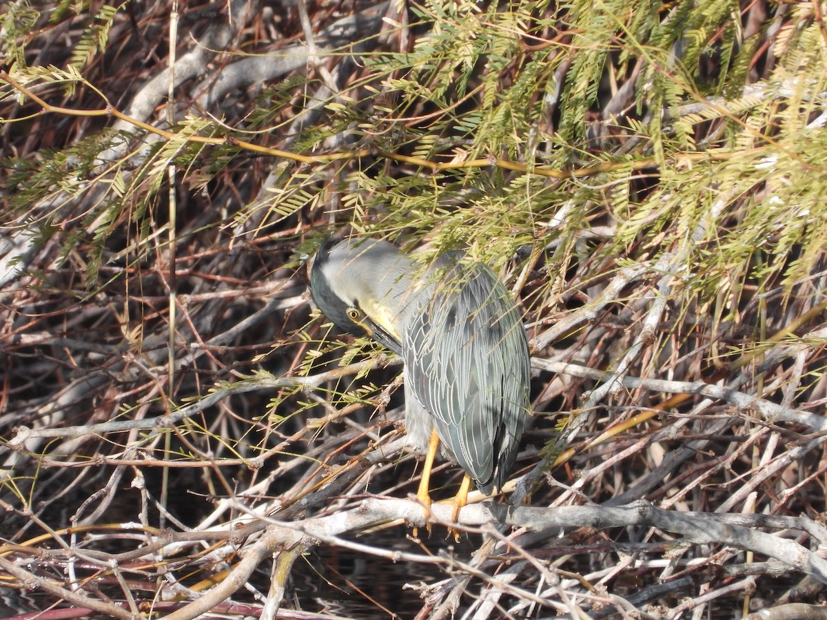 Striated Heron - Susanne Tam