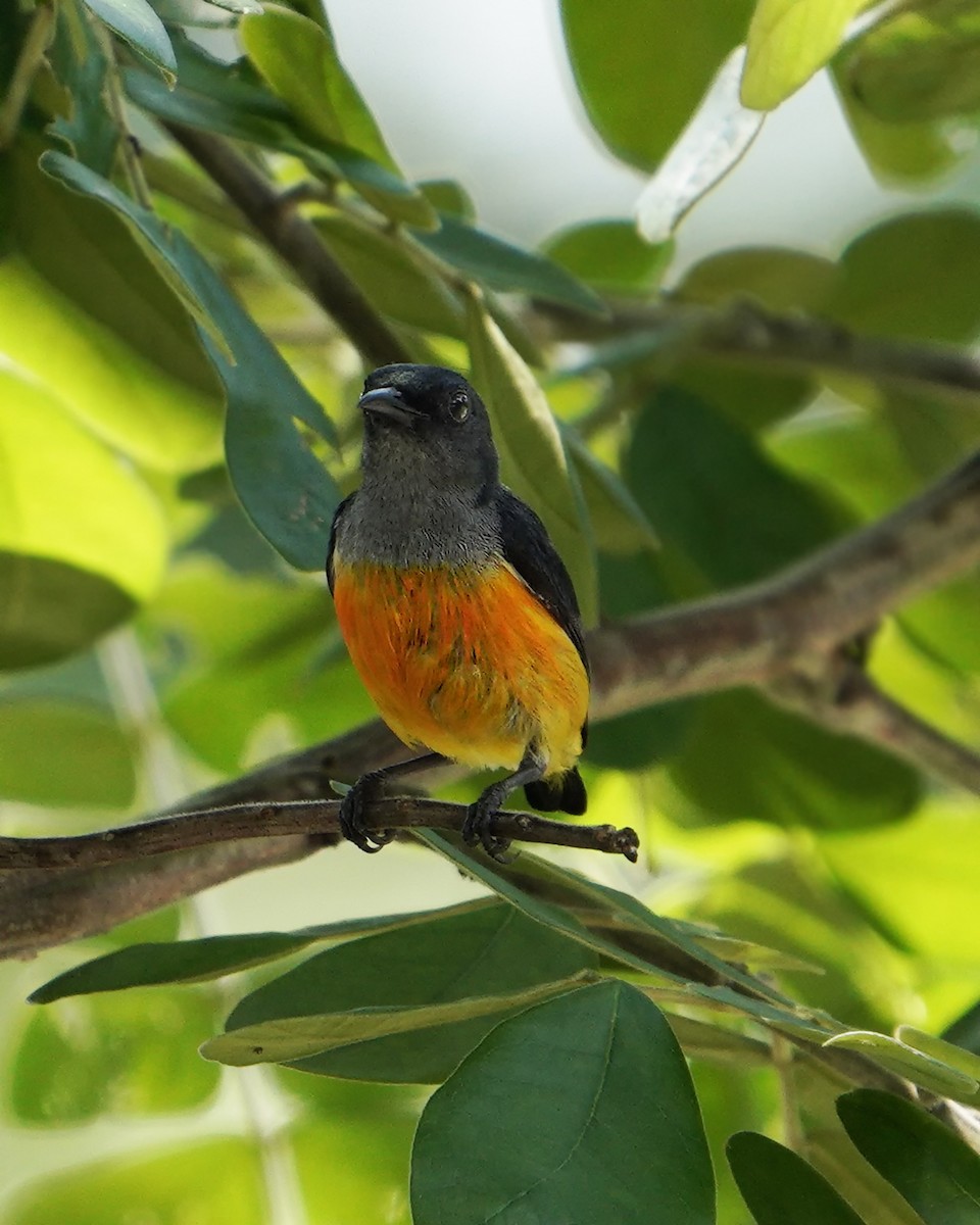 Orange-bellied Flowerpecker - ML614729700