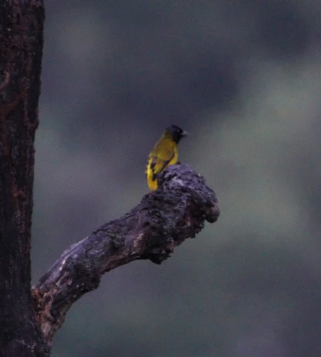 Black-headed Bulbul - ML614729706