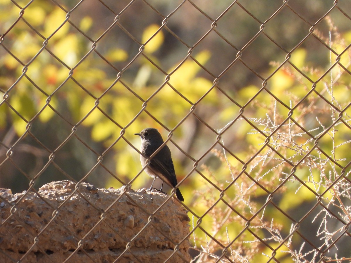 Black Redstart - Susanne Tam