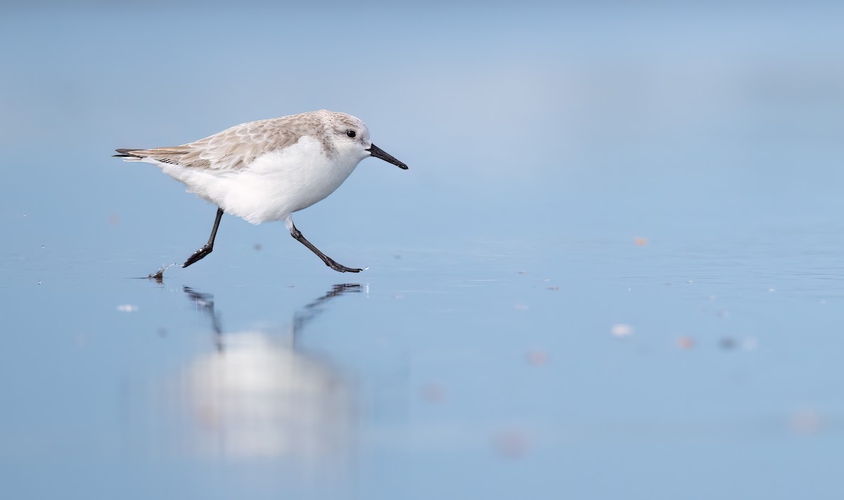 Sanderling - ML614729721