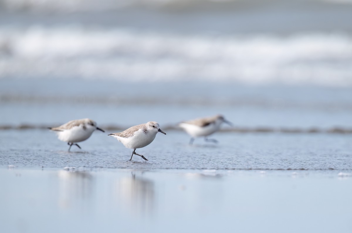 Sanderling - ML614729722