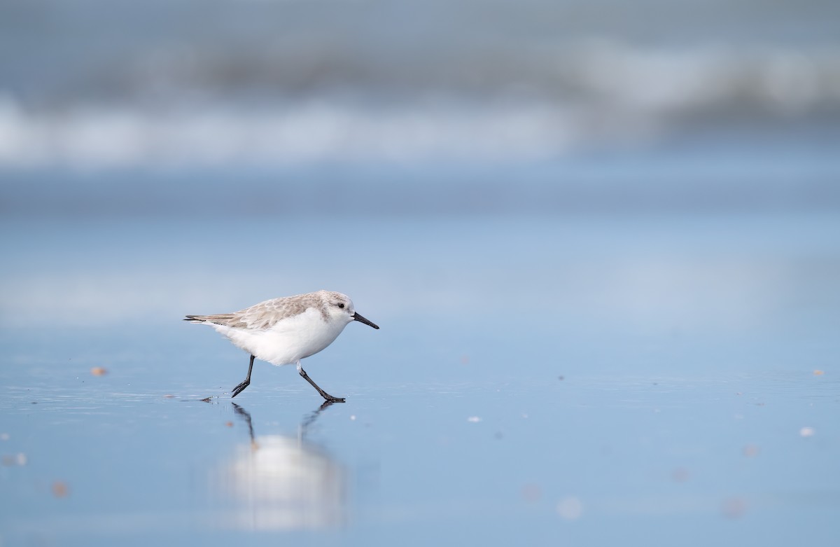 Sanderling - ML614729723