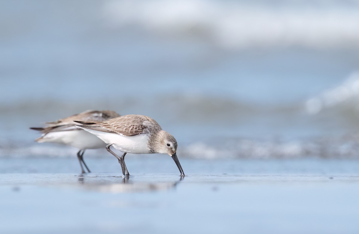 Dunlin - ML614729738