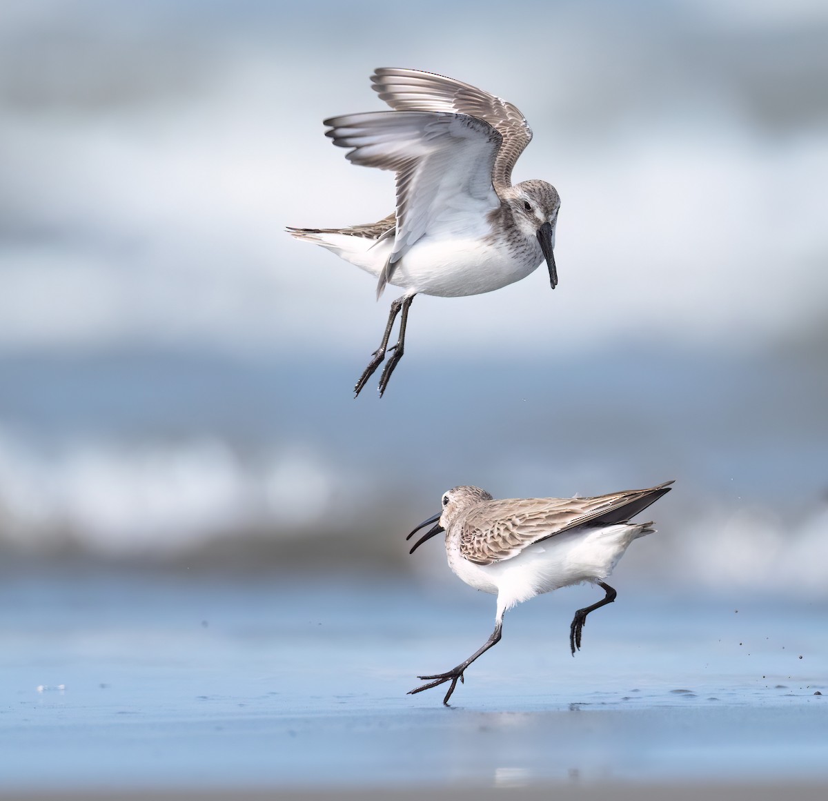 Dunlin - ML614729739