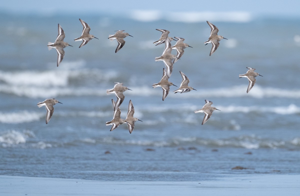 Dunlin - ML614729741