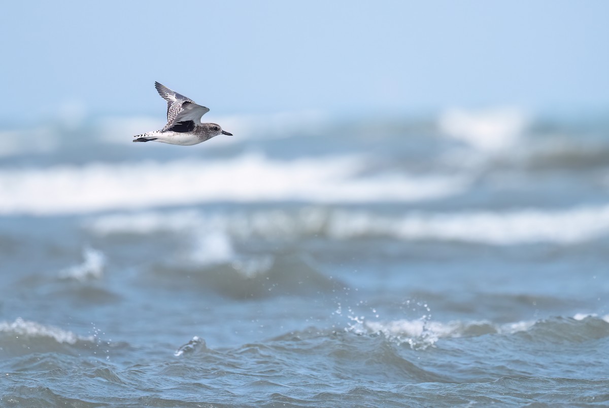 Black-bellied Plover - ML614729742