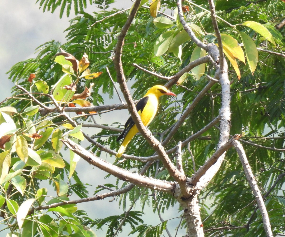 Indian Golden Oriole - ML614729952