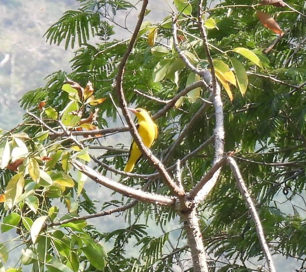 Indian Golden Oriole - ML614729960