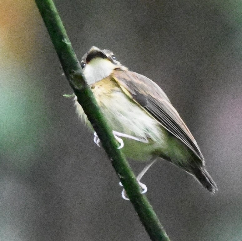White-throated Spadebill - ML614729990