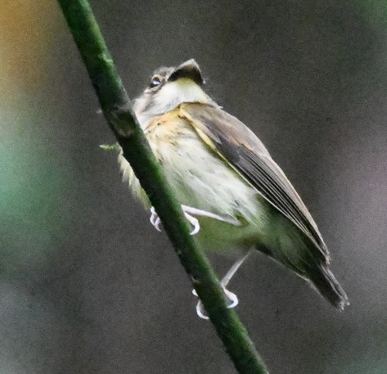 White-throated Spadebill - ML614729991