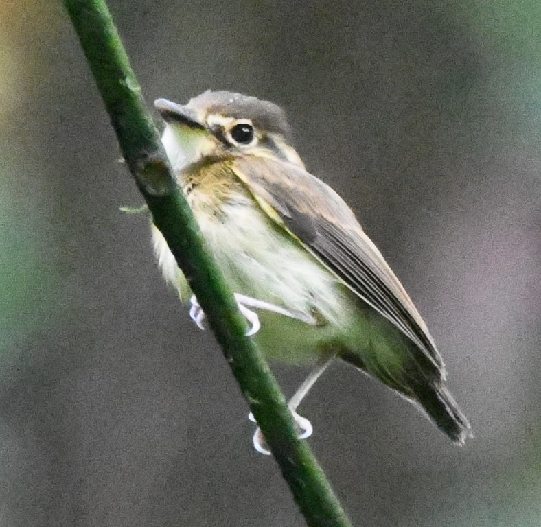 White-throated Spadebill - ML614729993