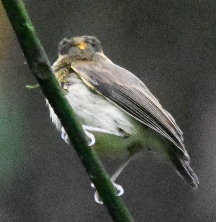 White-throated Spadebill - ML614729995
