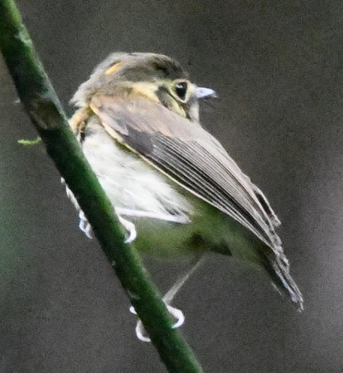 White-throated Spadebill - ML614729996