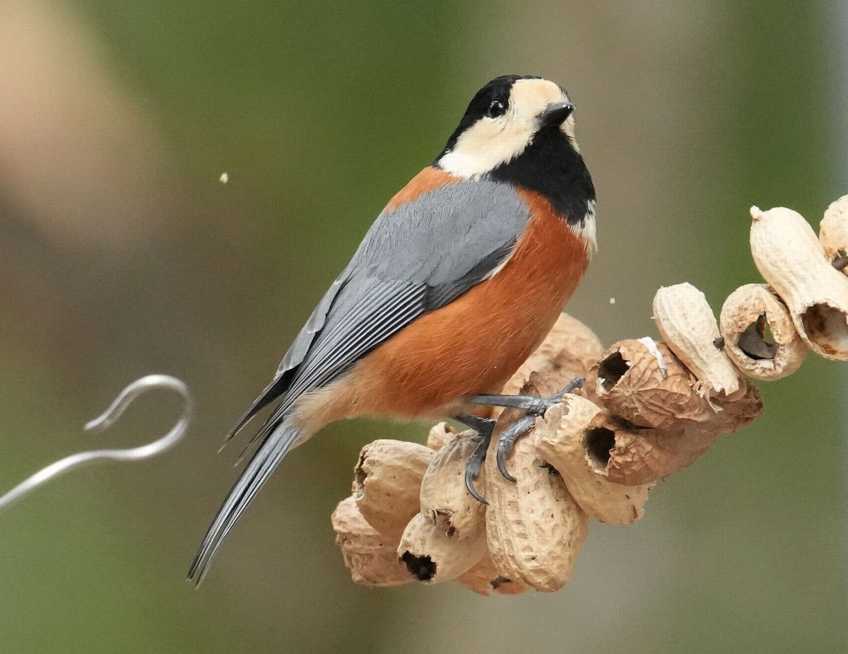 Varied Tit - ML614730045