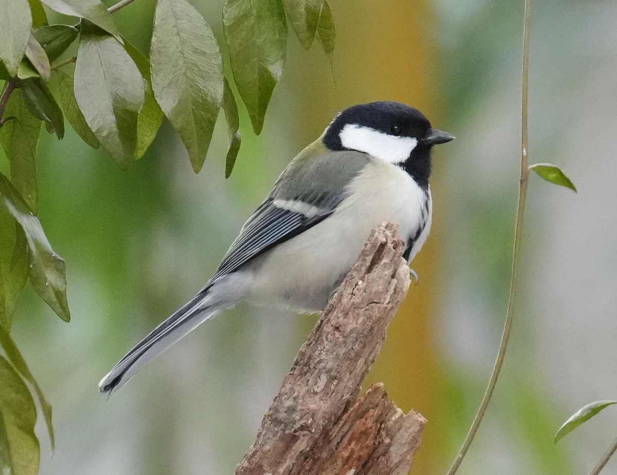 Asian Tit (Japanese) - ML614730048
