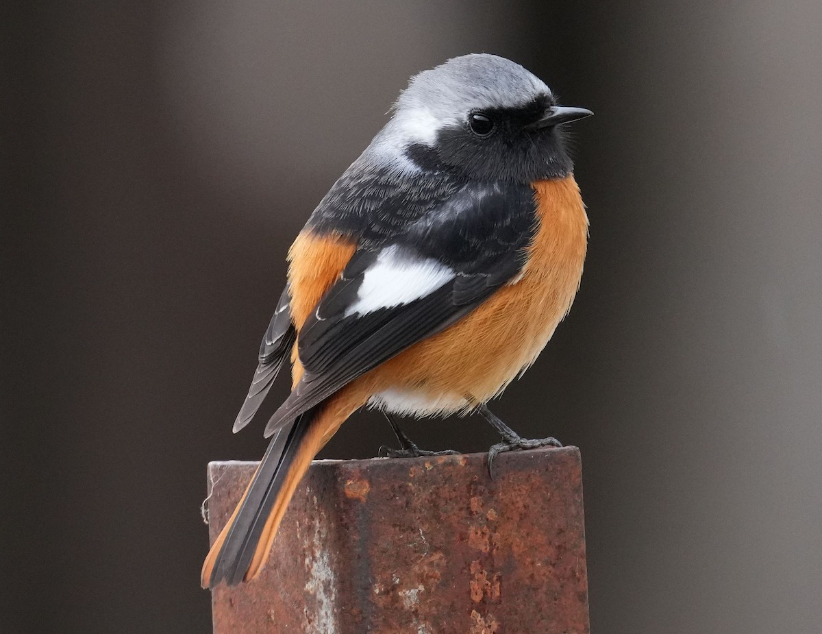 Daurian Redstart - ML614730054