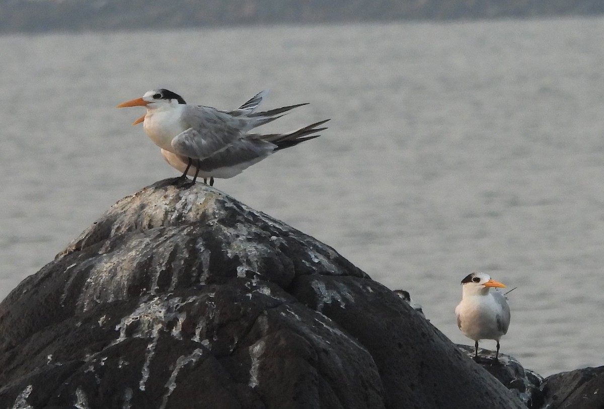 large tern sp. - ML614730102