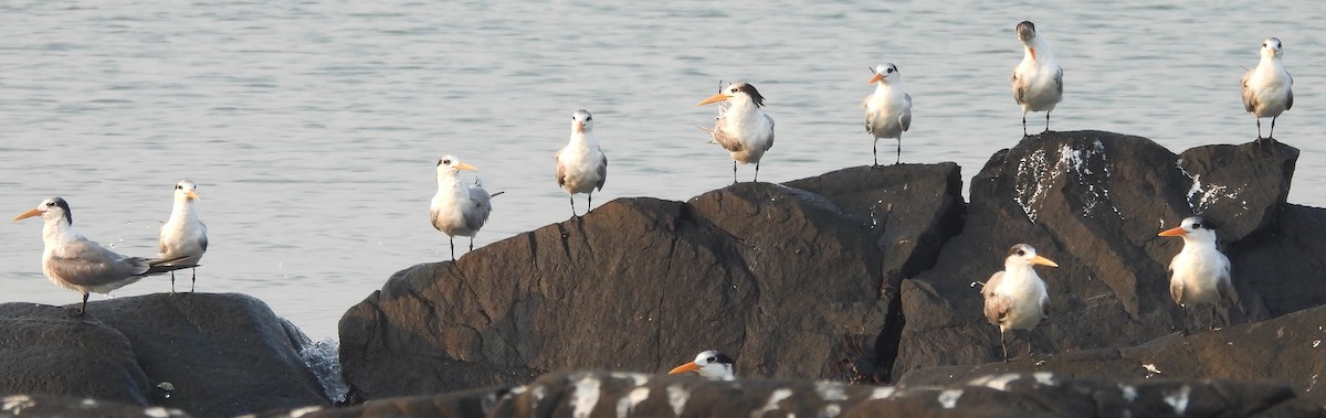 large tern sp. - ML614730103