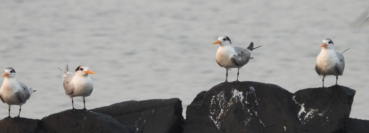 large tern sp. - ML614730104