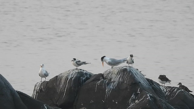 large tern sp. - ML614730106