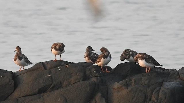 Ruddy Turnstone - ML614730123