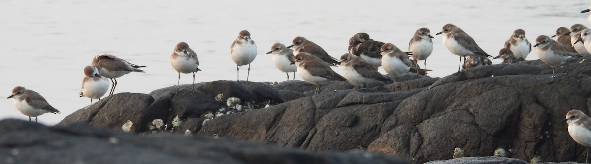 Tibetan Sand-Plover - Shivaprakash Adavanne