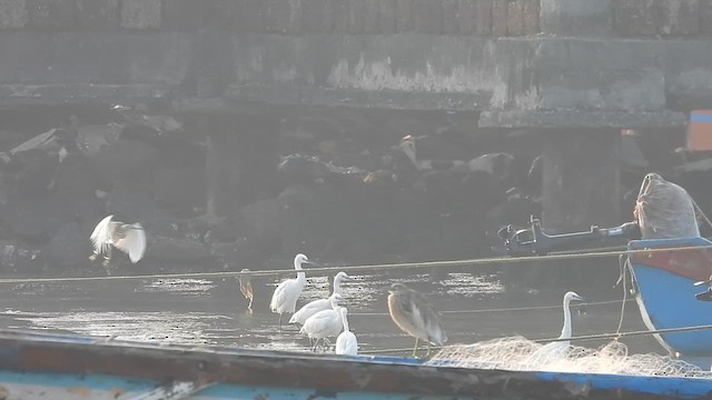 tanımsız Egretta/Bubulcus/Ardea sp. - ML614730131