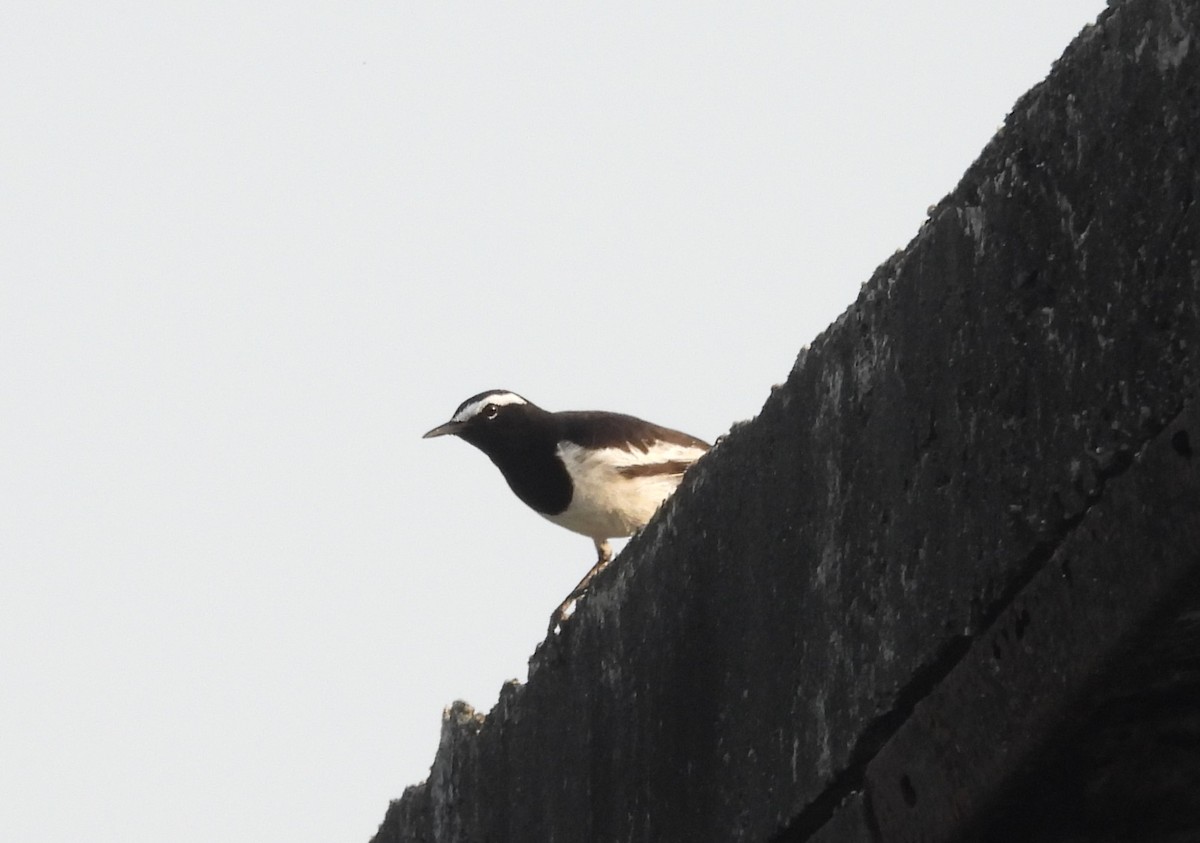 White-browed Wagtail - Shivaprakash Adavanne