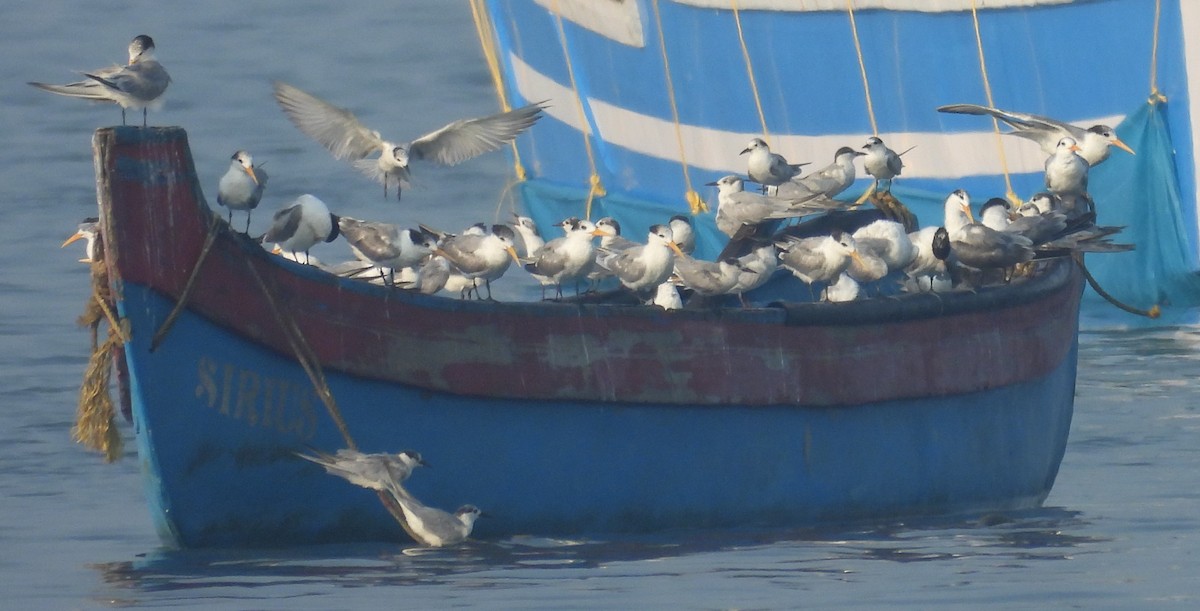 large tern sp. - Shivaprakash Adavanne