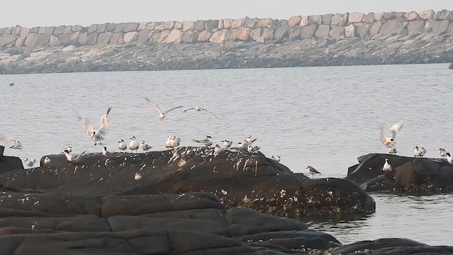 large tern sp. - ML614730141