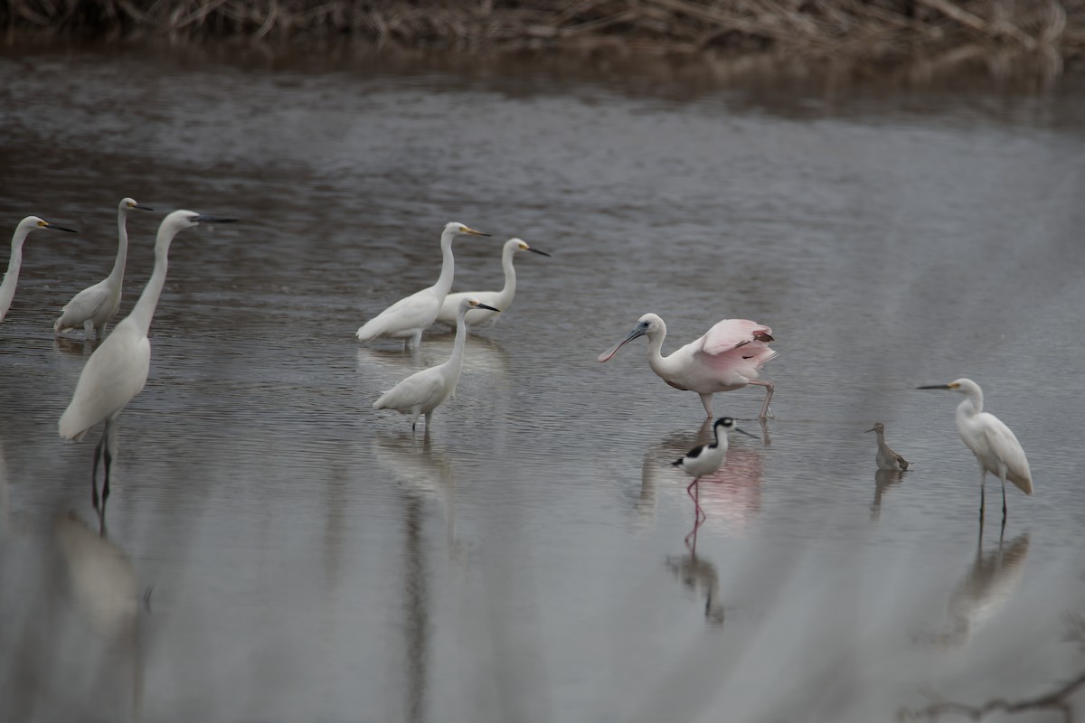 Reddish Egret - ML614730142